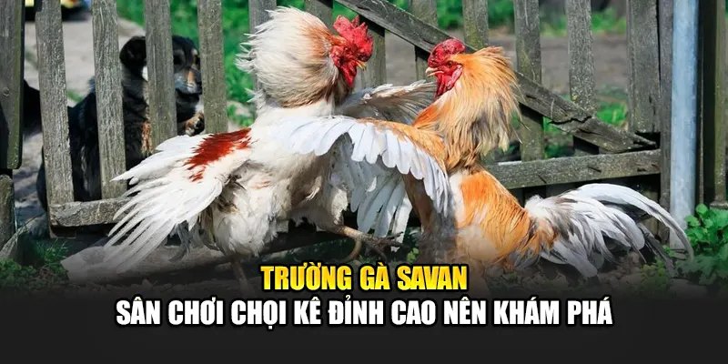 Đá gà Savan