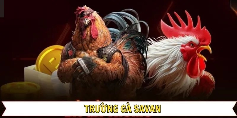 Thông tin khái quát về đá gà Savan