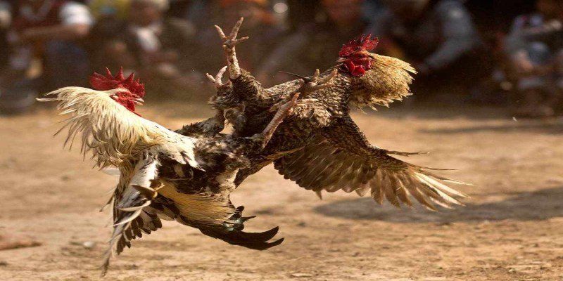 Truyền hình trực tiếp chất lượng tuyệt đỉnh